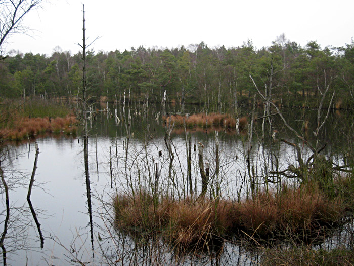 Das Moor bei Schneverdingen